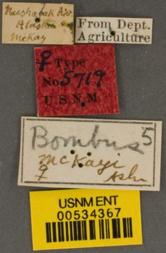 Bombus mckayi by the Smithsonian. Used under a CC0 license.