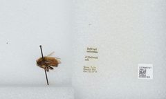Bombus (Pyrobombus) melanopygus by the Smithsonian. Used under a CC0 license.