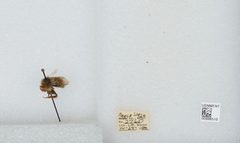 Bombus (Pyrobombus) melanopygus by the Smithsonian. Used under a CC0 license.