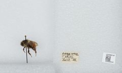 Bombus (Pyrobombus) melanopygus by the Smithsonian. Used under a CC0 license.