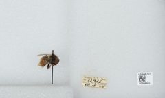 Bombus (Pyrobombus) melanopygus by the Smithsonian. Used under a CC0 license.