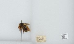 Bombus (Pyrobombus) melanopygus by the Smithsonian. Used under a CC0 license.