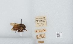 Bombus (Pyrobombus) melanopygus by the Smithsonian. Used under a CC0 license.