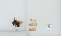 Bombus (Pyrobombus) melanopygus by the Smithsonian. Used under a CC0 license.
