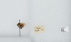 Bombus (Pyrobombus) melanopygus by the Smithsonian. Used under a CC0 license.
