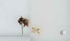 Bombus (Pyrobombus) melanopygus by the Smithsonian. Used under a CC0 license.