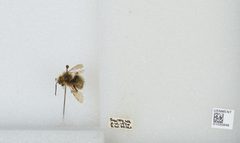 Bombus (Pyrobombus) mixtus by the Smithsonian. Used under a CC0 license.