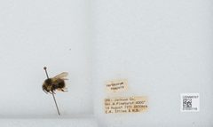 Bombus (Pyrobombus) mixtus by the Smithsonian. Used under a CC0 license.