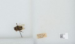 Bombus (Pyrobombus) mixtus by the Smithsonian. Used under a CC0 license.