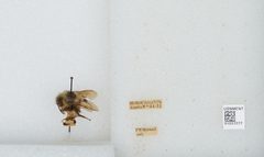 Bombus (Pyrobombus) mixtus by the Smithsonian. Used under a CC0 license.