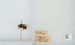Bombus (Pyrobombus) mixtus by the Smithsonian. Used under a CC0 license.