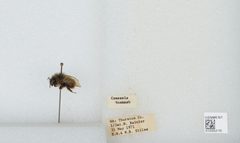 Bombus (Pyrobombus) mixtus by the Smithsonian. Used under a CC0 license.