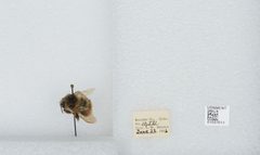 Bombus (Pyrobombus) mixtus by the Smithsonian. Used under a CC0 license.