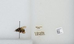 Bombus (Pyrobombus) mixtus by the Smithsonian. Used under a CC0 license.