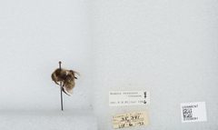 Bombus (Alpinobombus) neoboreus by the Smithsonian. Used under a CC0 license.