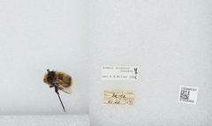 Bombus (Alpinobombus) neoboreus by the Smithsonian. Used under a CC0 license.