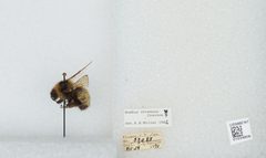 Bombus (Alpinobombus) neoboreus by the Smithsonian. Used under a CC0 license.