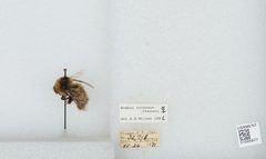 Bombus (Alpinobombus) neoboreus by the Smithsonian. Used under a CC0 license.