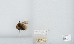 Bombus (Alpinobombus) neoboreus by the Smithsonian. Used under a CC0 license.