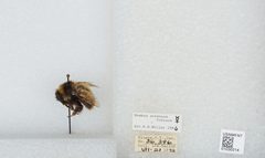 Bombus (Alpinobombus) neoboreus by the Smithsonian. Used under a CC0 license.