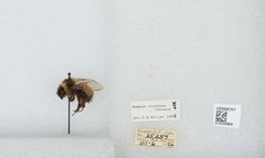 Bombus (Alpinobombus) neoboreus by the Smithsonian. Used under a CC0 license.