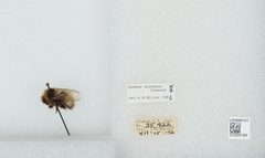 Bombus (Alpinobombus) neoboreus by the Smithsonian. Used under a CC0 license.