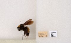 Bombus (Bombus) nevadensis auricormus by the Smithsonian. Used under a CC0 license.