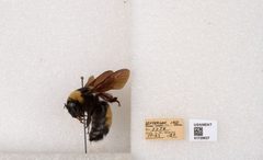 Bombus (Bombus) nevadensis auricormus by the Smithsonian. Used under a CC0 license.