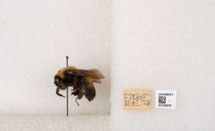 Bombus (Bombus) nevadensis by the Smithsonian. Used under a CC0 license.