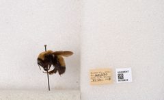 Bombus (Bombus) nevadensis by the Smithsonian. Used under a CC0 license.