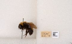 Bombus (Bombus) nevadensis by the Smithsonian. Used under a CC0 license.