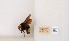 Bombus (Bombus) nevadensis auricormus by the Smithsonian. Used under a CC0 license.