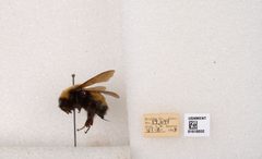 Bombus (Bombus) nevadensis by the Smithsonian. Used under a CC0 license.