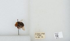 Bombus (Bombus) occidentalis by the Smithsonian. Used under a CC0 license.