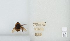 Bombus (Bombus) occidentalis by the Smithsonian. Used under a CC0 license.