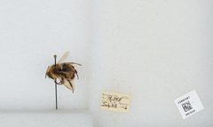 Bombus (Bombus) occidentalis by the Smithsonian. Used under a CC0 license.