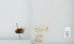 Bombus (Bombus) occidentalis by the Smithsonian. Used under a CC0 license.