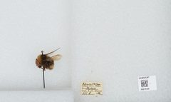 Bombus (Bombus) occidentalis by the Smithsonian. Used under a CC0 license.
