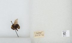 Bombus (Bombus) occidentalis by the Smithsonian. Used under a CC0 license.