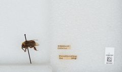 Bombus (Bombus) occidentalis by the Smithsonian. Used under a CC0 license.