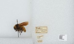 Bombus (Fervidobombus) pensylvanicus pensylvanicus by the Smithsonian. Used under a CC0 license.