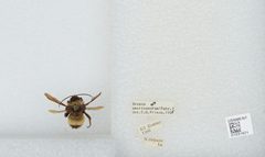 Bombus (Fervidobombus) pensylvanicus pensylvanicus by the Smithsonian. Used under a CC0 license.