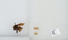 Bombus (Fervidobombus) pensylvanicus pensylvanicus by the Smithsonian. Used under a CC0 license.