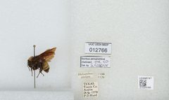 Bombus (Fervidobombus) pensylvanicus pensylvanicus by the Smithsonian. Used under a CC0 license.
