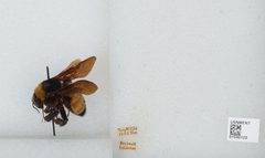 Bombus (Fervidobombus) pensylvanicus pensylvanicus by the Smithsonian. Used under a CC0 license.