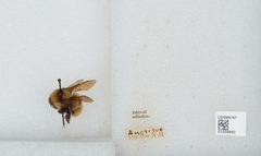 Bombus (Fervidobombus) pensylvanicus pensylvanicus by the Smithsonian. Used under a CC0 license.