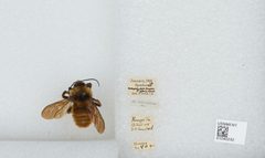 Bombus (Fervidobombus) pensylvanicus pensylvanicus by the Smithsonian. Used under a CC0 license.
