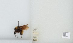 Bombus (Fervidobombus) pensylvanicus pensylvanicus by the Smithsonian. Used under a CC0 license.