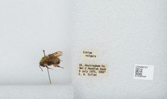 Bombus (Pyrobombus) perplexus by the Smithsonian. Used under a CC0 license.