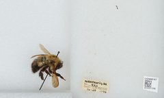Bombus (Pyrobombus) perplexus by the Smithsonian. Used under a CC0 license.